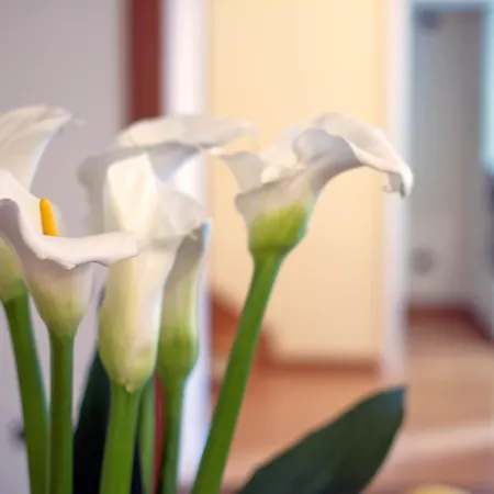 Panorama Host - Casa Vela